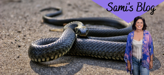 Sami’s Blog: Snakes