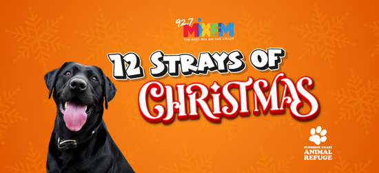 12 Strays of Christmas